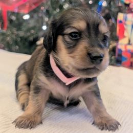 WISH - Cream female Dachshund puppy in Moscow, Idaho from Bailiwick of Gurnsey