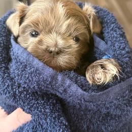 Blue boy - Lilac male Shih Tzu puppy in Berkeley Springs, West Virginia from Sandridge Shih Tzus