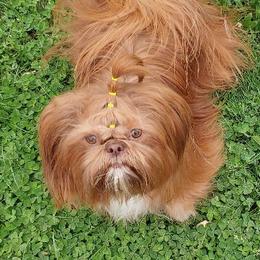 "Red" - Shih Tzu
