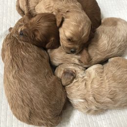 Maltipoo Puppies from A&G Maltipoos