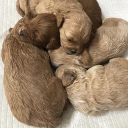 Maltipoo Puppies from A&G Maltipoos
