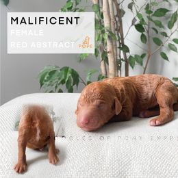 Poodle Puppies from Poodles of Pony Express