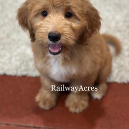 Annie - Red  female Goldendoodle puppy in Milford, Indiana from Railway Acres Kennel