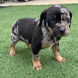 Girl 3 - Blue merle female Catahoula Leopard Dog puppy in Gadsden, Alabama from Rich Cat’s