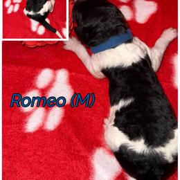 Romeo - Parti male Poodle puppy in League City, Texas from Chauffeured Poodles