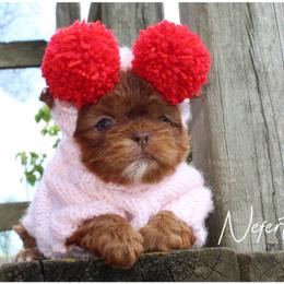 Nefertiti - female Shih Tzu puppy in Warren, Michigan from Danielle's Yorkie Babies