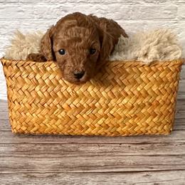 Sparkle (AKC) - Red  female Poodle puppy in Riverside, California from Red Toy Poodle World