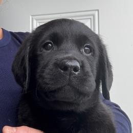 Miss Purple - Black female Labrador Retriever puppy in Clinton, Tennessee from Summer Rose