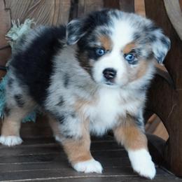 Boy 1 - Blue merle male Miniature Australian Shepherd puppy in Lawton, Oklahoma from Lindsey’s Aussies