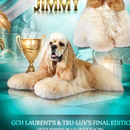 Jimmy - Cocker Spaniel