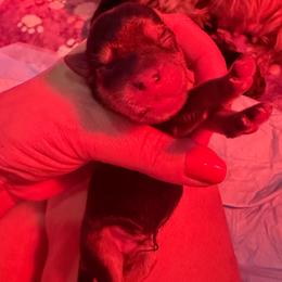 Bolt - Black & tan tri-color male Morkie puppy in Decatur, Texas from Melanie's Morkies, Yorkipoo’s & Parti Yorkies