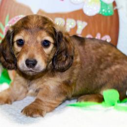 Josie - Red female Dachshund puppy in Bellville, Ohio from JK Mini Doxies