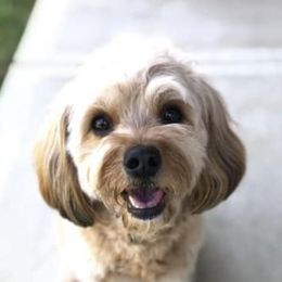 Cavapoos from Chukker Creek Camp