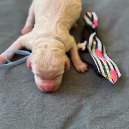 Waterloo - Cream male Labradoodle puppy in Camden, North Carolina from Oopsie Doodles of NC