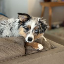 Delta - Miniature Australian Shepherd