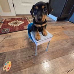 Charles Elmer - Black and tan male American Hunt Terrier puppy in Cave City, Arkansas from Bayou Valley Shepherds and American Hunt Terriers