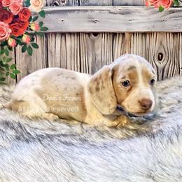 Isabella and Tan Dapple Piebald Male Smooth - Fawn (isabella) and tan male Dachshund puppy in Cleveland, Tennessee from Kelly's Doxie Farm