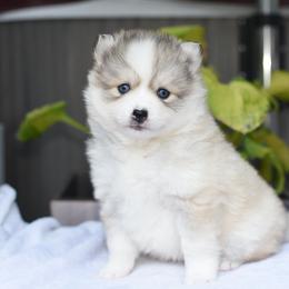 Kyree- - Silver and white female Pomsky puppy in Coos Bay, Oregon from Ocean View Pomskies