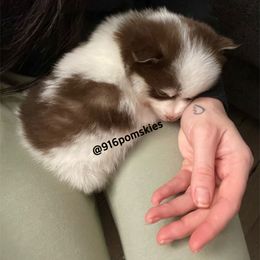 Pomsky Puppies from 916 Pomskies