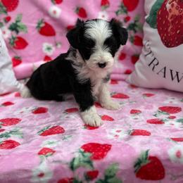 Larry - Black and white male Aussiedoodle puppy in Corbin, Kentucky from Lightning K Kanine’s