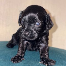 Dobby - Black male Cavapoo puppy in El Sobrante, California from Mckendra's Legacy