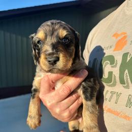 Merlin - Blue merle male Aussiedoodle puppy in Berrien Spring, Michigan from Red Bud Beautiful Doodles