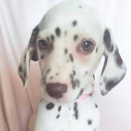 Vulpix (Light pink collar) HUA - White and liver brown female Dalmatian puppy in Raymondville, Missouri from Wagner's Dalmatian's