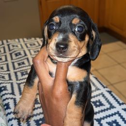 Timber - Black and tan female Dachshund puppy in Watertown, Massachusetts from Jae’s Puppy House