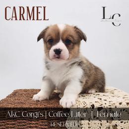 Carmel - Red female Pembroke Welsh Corgi puppy in Pine Village, Indiana from NL Horsemanship