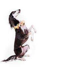 Saluki All Grown Up from Hayat Salukis