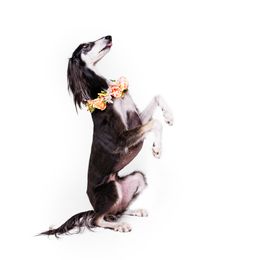 Saluki All Grown Up from Hayat Salukis