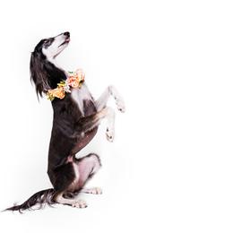Saluki All Grown Up from Hayat Salukis