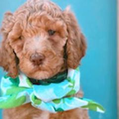 Goldendoodles and Labradoodles from Blessing Labradoodles, Goldendoodles, standard and mini’s