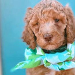 Goldendoodles and Labradoodles from Blessing Labradoodles, Goldendoodles, standard and mini’s