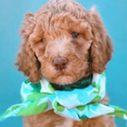Goldendoodles and Labradoodles from Blessing Labradoodles, Goldendoodles, standard and mini’s