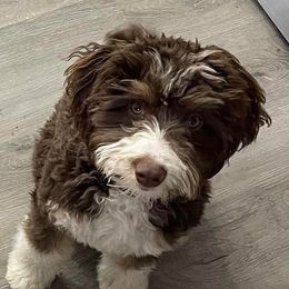 Hazel - Aussiedoodle