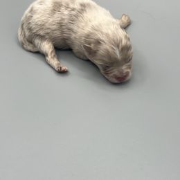 Girl 1 - Chocolate merle female Pomeranian puppy in Brentwood, California from Royalpawpoms