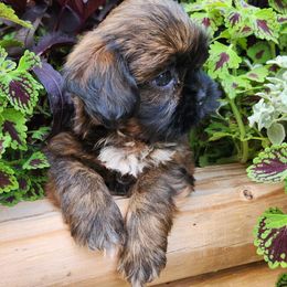 Havanese and Shih Tzu Puppies from Locust Creek Shih Tzu & Havanese