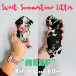 Reef Green Collar - Merle male Sheepadoodle puppy in Republic, Missouri from DOOD & Co