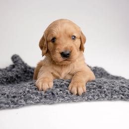 Mick - Dark golden male Golden Retriever puppy in Buhl, Idaho from Atkinson's Goldens