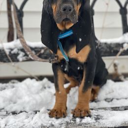 Bloodhound Puppies from Sandhill Hounds of Nebraska