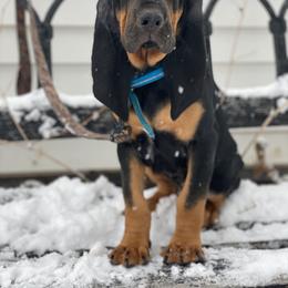 Bloodhound Puppies from Sandhill Hounds of Nebraska