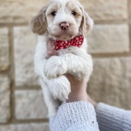 Bernedoodle Puppies from Boutique Bernedoodles & Co.