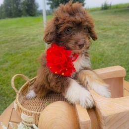 WinterMelon Aussiedoodle in Harrisonburg VA - Red phantom female Aussiedoodle puppy in Harrisonburg, Virginia from Curlytail Doodles