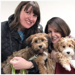 French Bulldog and Havanese Puppies from RiverHill Havanese