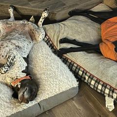 German Shorthaired Pointers from Christensen German Shepherds