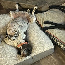 German Shorthaired Pointers from Christensen German Shepherds