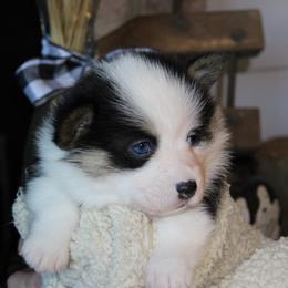 Pembroke Welsh Corgi Puppies from Rhone River Farm Pembroke Welsh Corgis