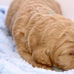 Aussiedoodle and Goldendoodle Puppies from Ford Family Kennels