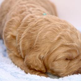 Aussiedoodle and Goldendoodle Puppies from Ford Family Kennels